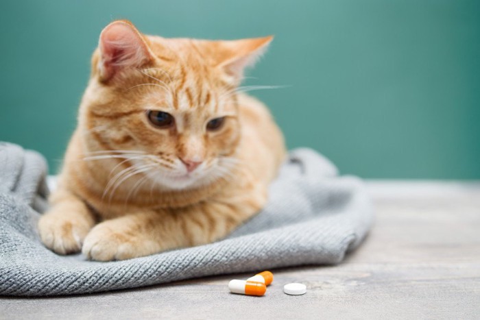 薬を眺める猫