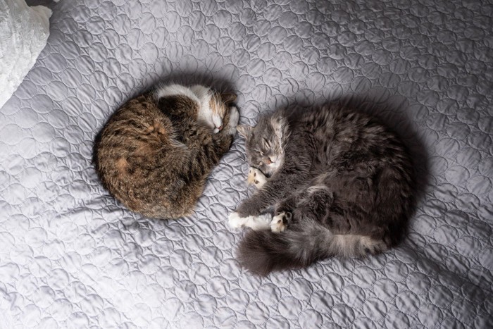 ベッドで寝る猫たち