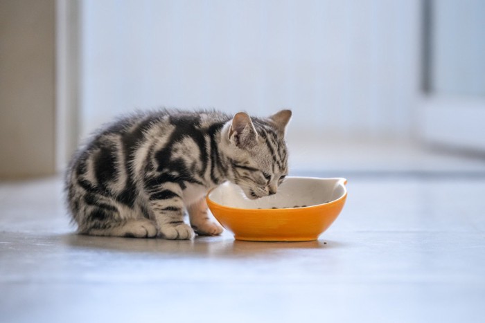 食器のフードを食べる子猫