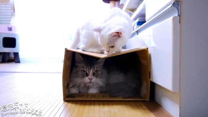 箱の中いる長毛猫と上に乗る猫