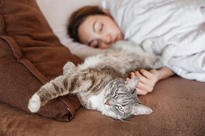 寝ている飼い主の枕元でゴロンしている猫