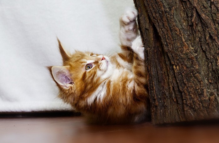 木で爪を研ぐ猫