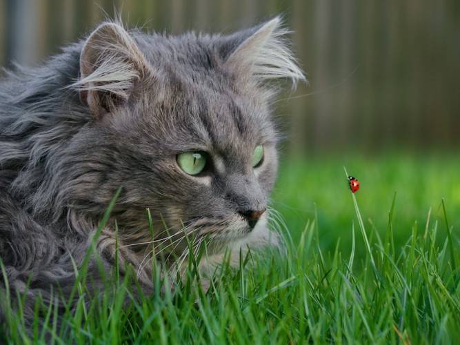 てんとう虫を見つめる猫