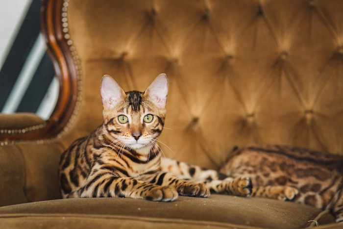 大きなソファーでくつろぐ世界一高い猫かもしれないベンガル