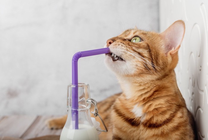 牛乳に入っているストローを噛む猫