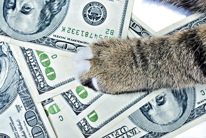 お金の上に置かれた猫の手