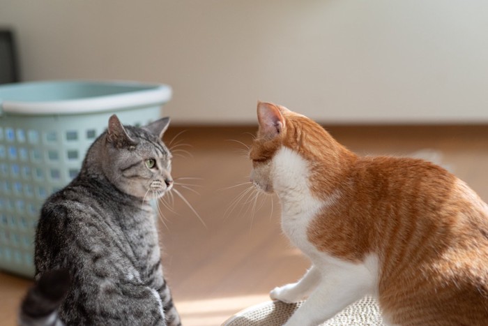 .同居猫と喧嘩する猫