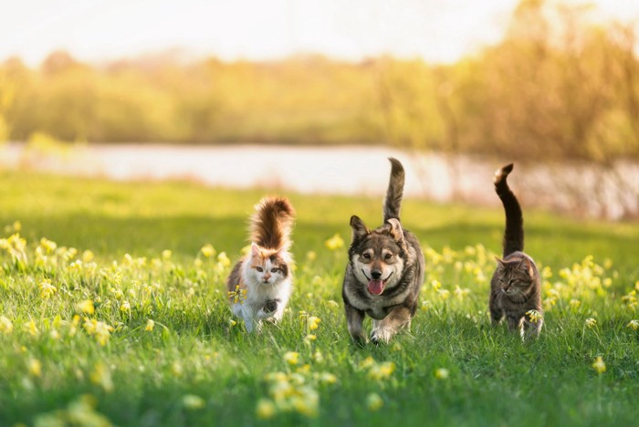 草原を元気に駆ける猫と犬