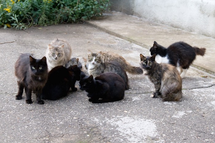 猫の集会