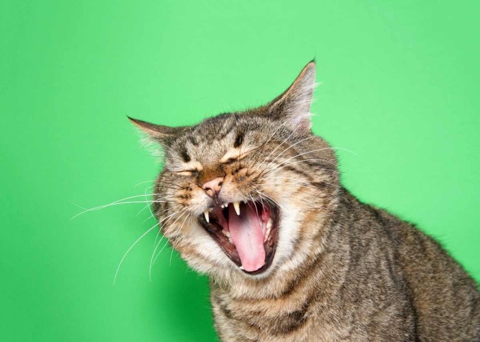 悲鳴を上げる猫