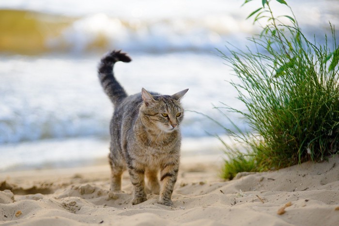 砂場の猫