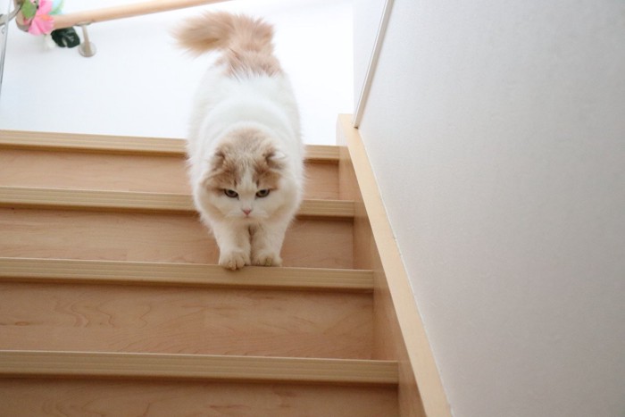 階段を降りていく猫