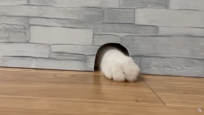 壁の穴から猫の手が出ている