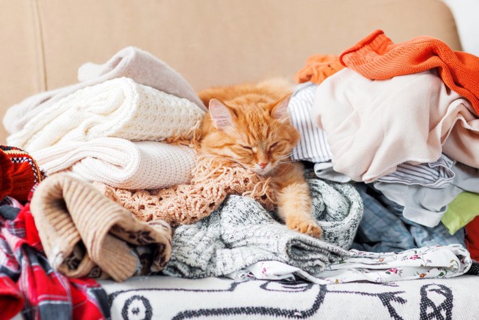 洗濯物の上の猫