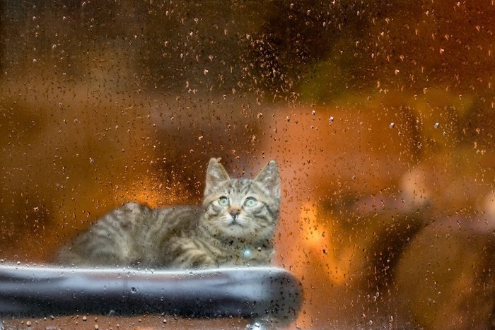 雨が降る窓の外を見ている子猫