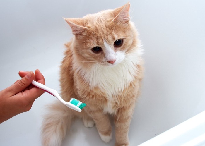 歯ブラシを持つ飼い主の手と猫