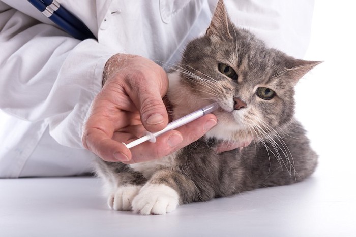 獣医師に薬を飲まされている猫