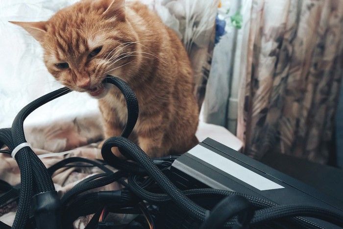 電気コードに噛み付く猫