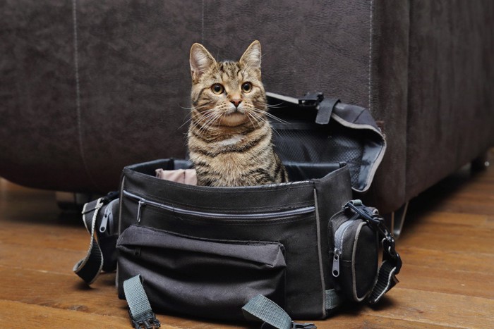 バッグの中に入る猫