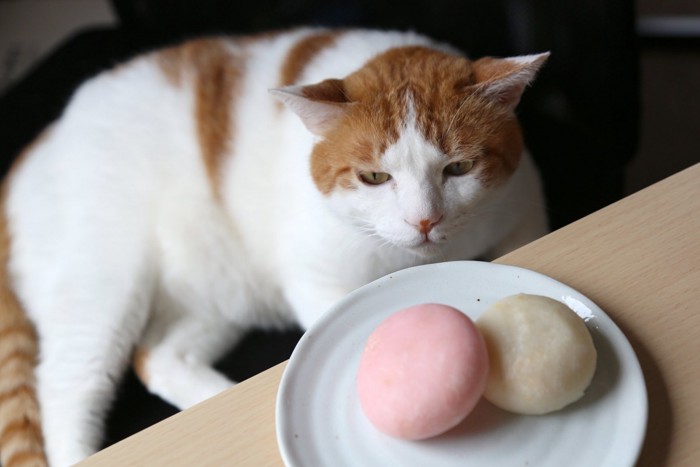 お皿の上の紅白餅を見つめる猫