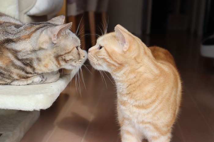 鼻を近づけあって挨拶する二匹の猫