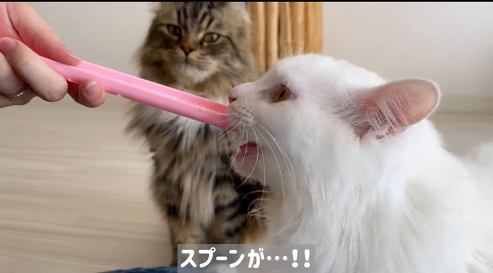 スプーンを噛む猫