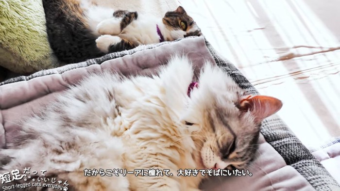 寝転ぶ2匹の猫