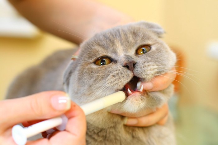 シリンジで薬を飲まされている猫