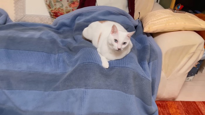 青い毛布の上に乗る猫