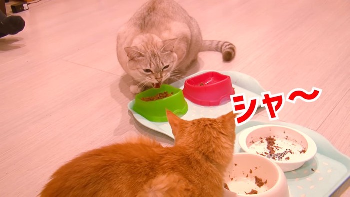 ごはんを食べながら向き合う2匹の猫