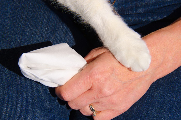 ティッシュを持つ人の手を抑える猫の手