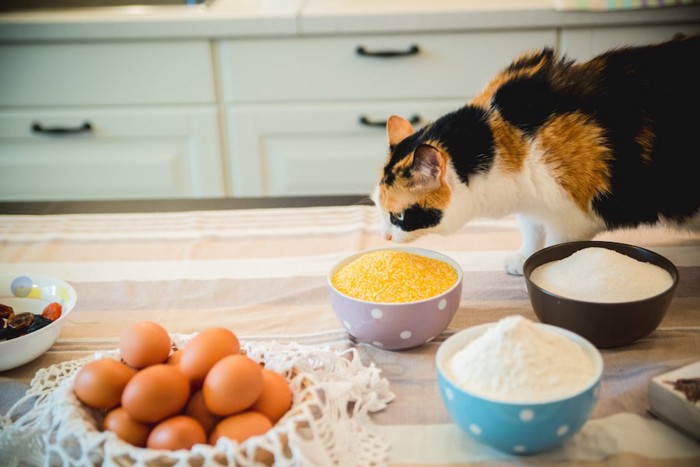 小麦粉と卵が置かれたテーブルを歩く猫