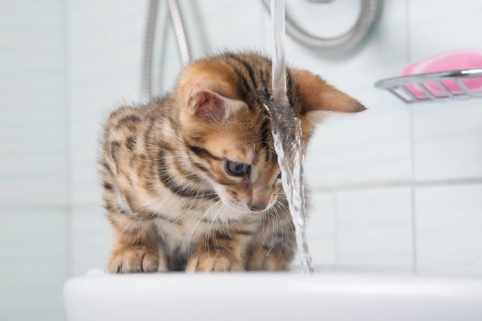 水をかぶっている猫