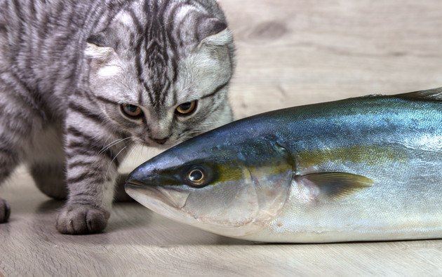 焼き魚か見ている猫