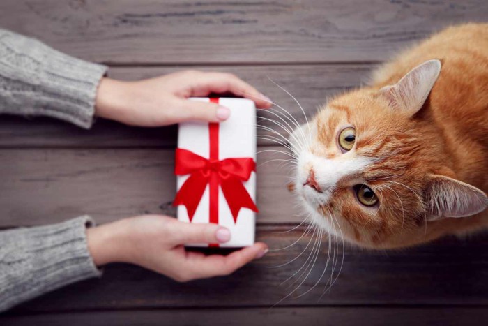 プレゼントをもらう猫