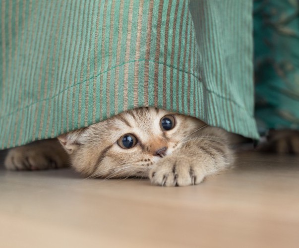カーテンで戯れる猫