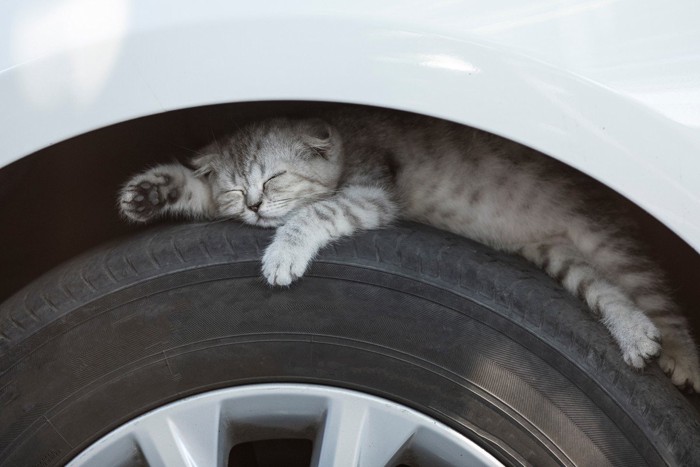 車のタイヤに入り込んで眠る猫