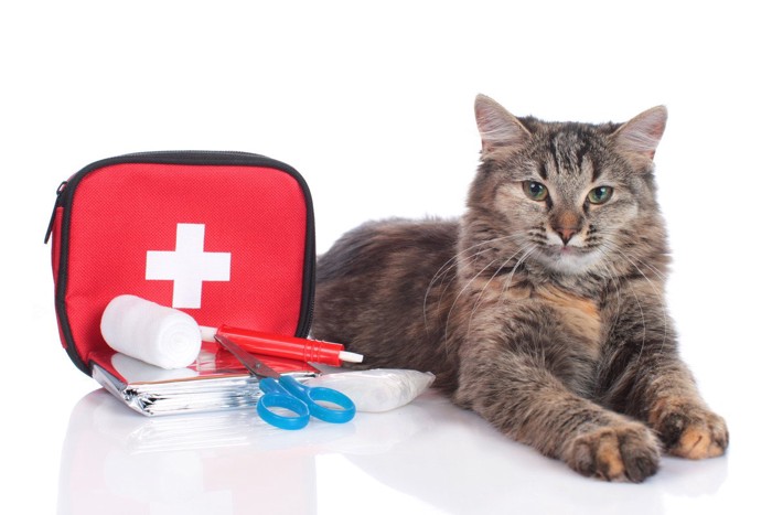 猫と救急箱