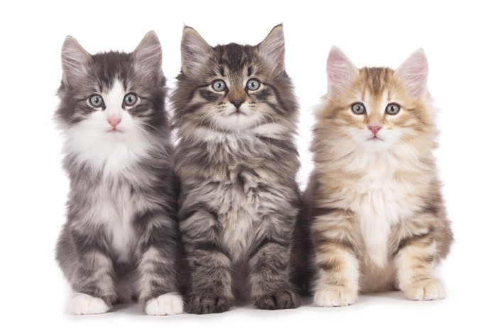 並んで座るノルウェージャンフォレストキャットの3匹の子猫