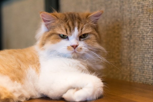 怒った顔をする猫