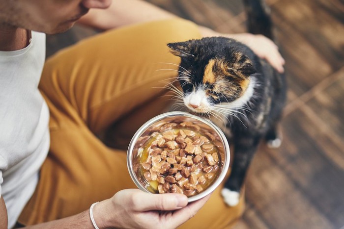 飼い主の持つ食事に顔を近づける猫