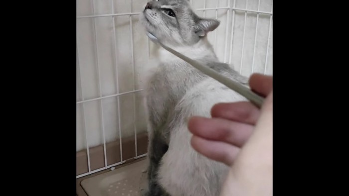 孫の手で顎を掻かれる白猫