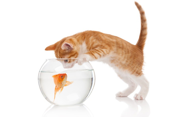 金魚と猫