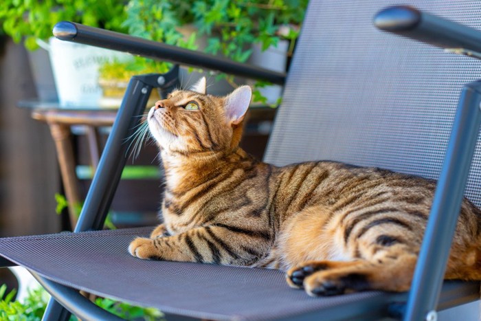 椅子で空を見上げるトラ猫