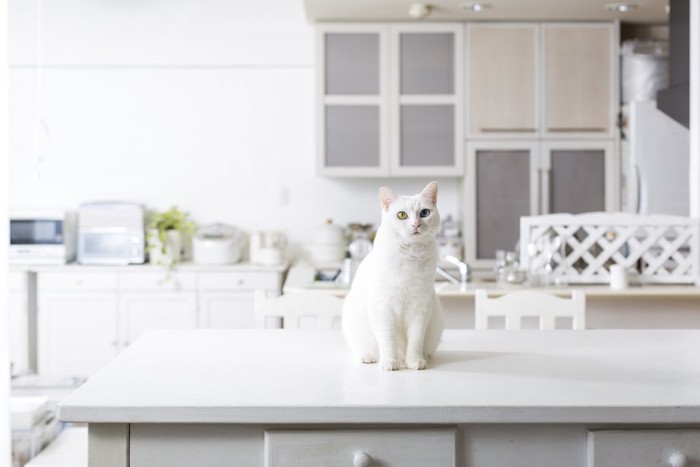 キッチンにいるオッドアイの白猫