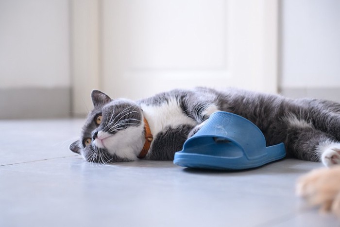青いスリッパの横で寝転ぶ猫