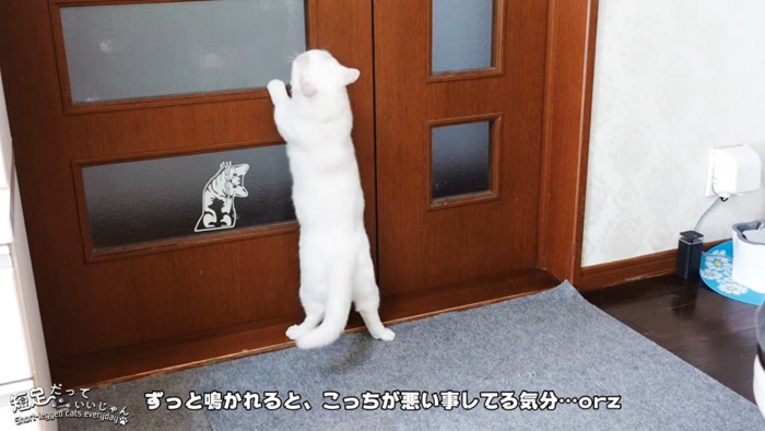 ドアに向かって立つ猫