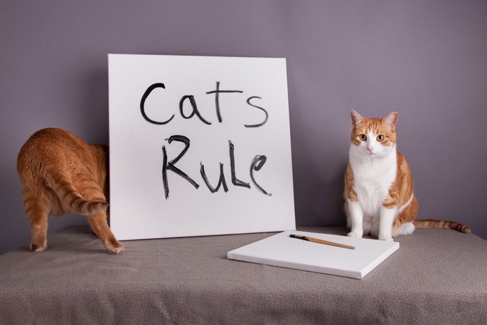猫のルール
