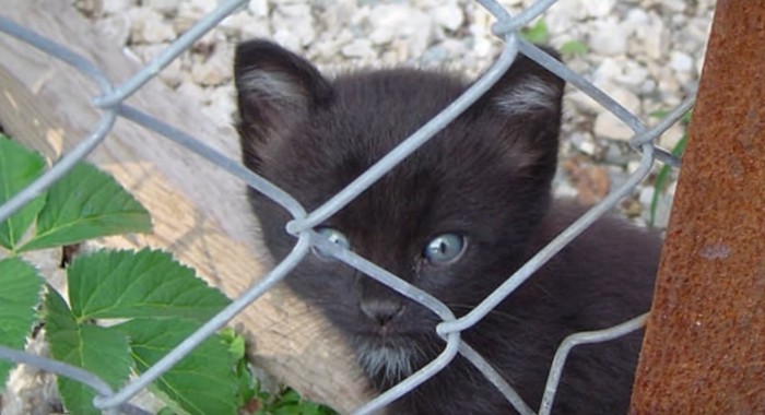 フェンスのそばに黒い子猫