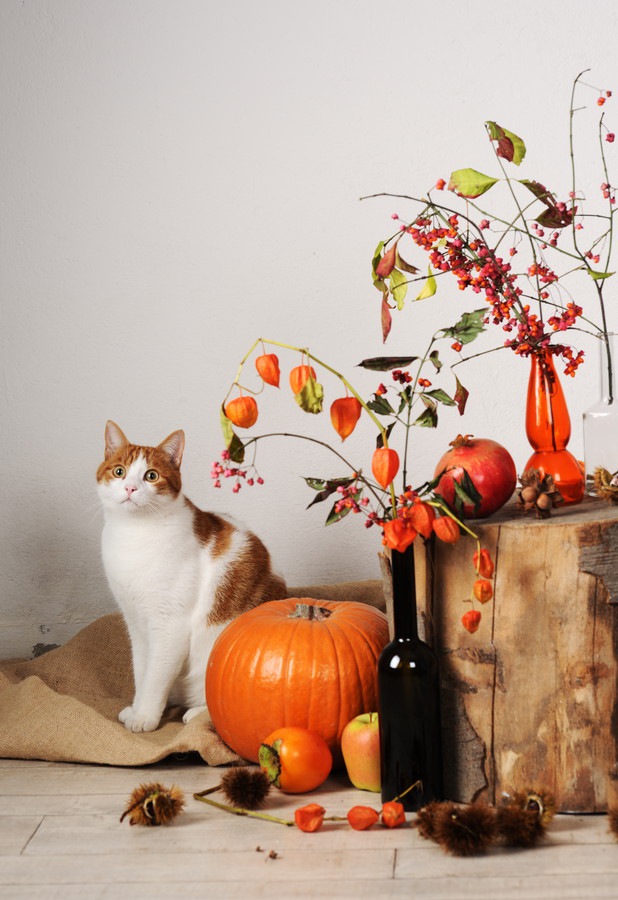 猫と柿とかぼちゃ